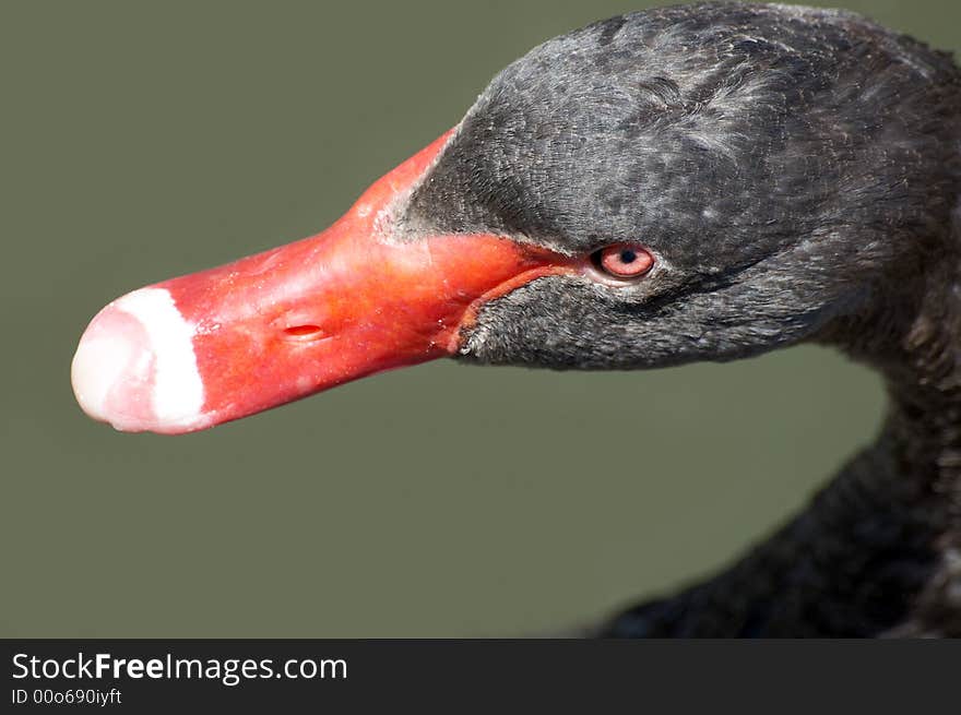 Head of black swan on lake