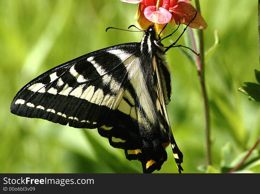 Swallowtail Butterfly