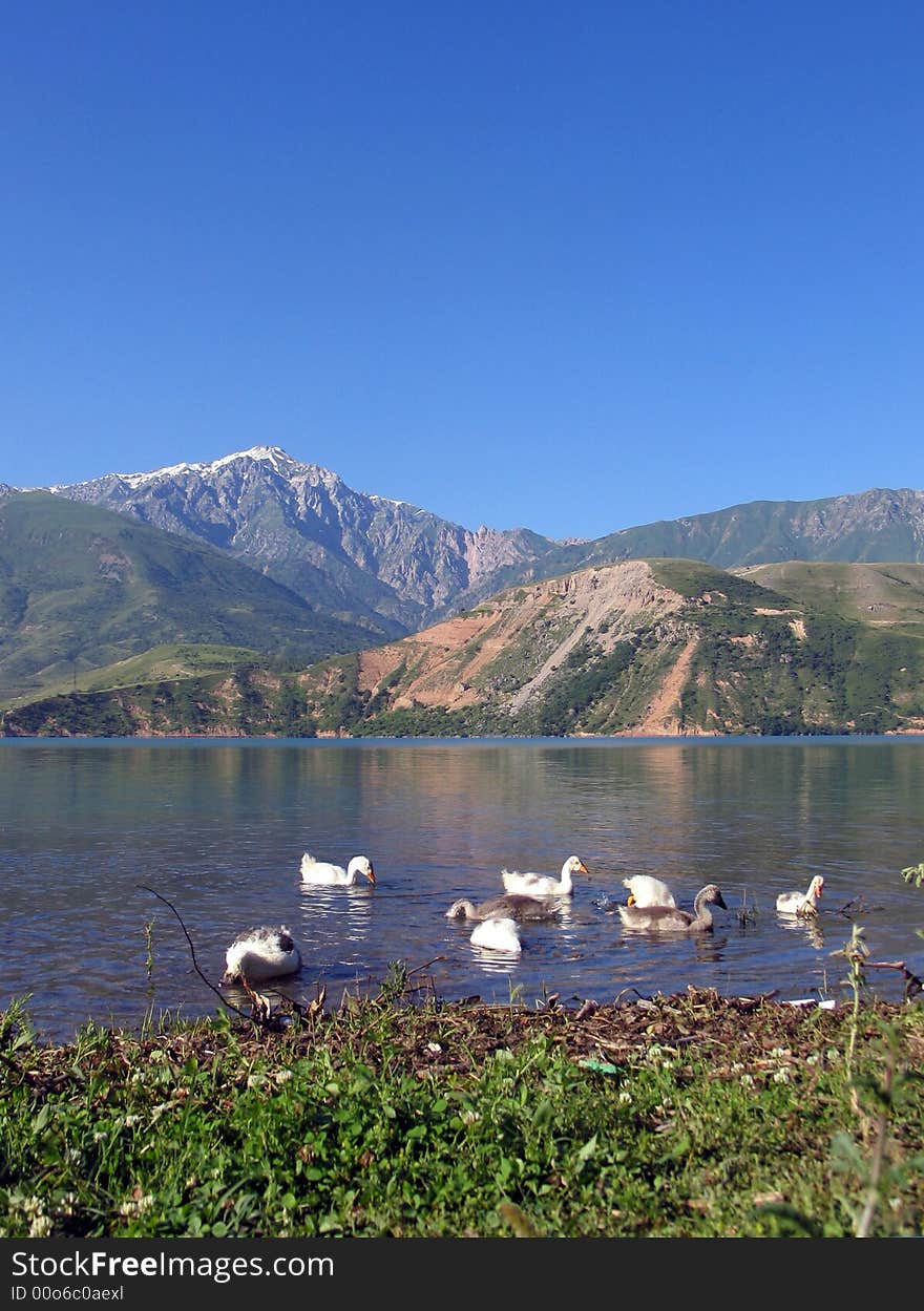 Gooses on Charvak lake  near Brichmulla village, Uzbekistan, summer 2007. Gooses on Charvak lake  near Brichmulla village, Uzbekistan, summer 2007