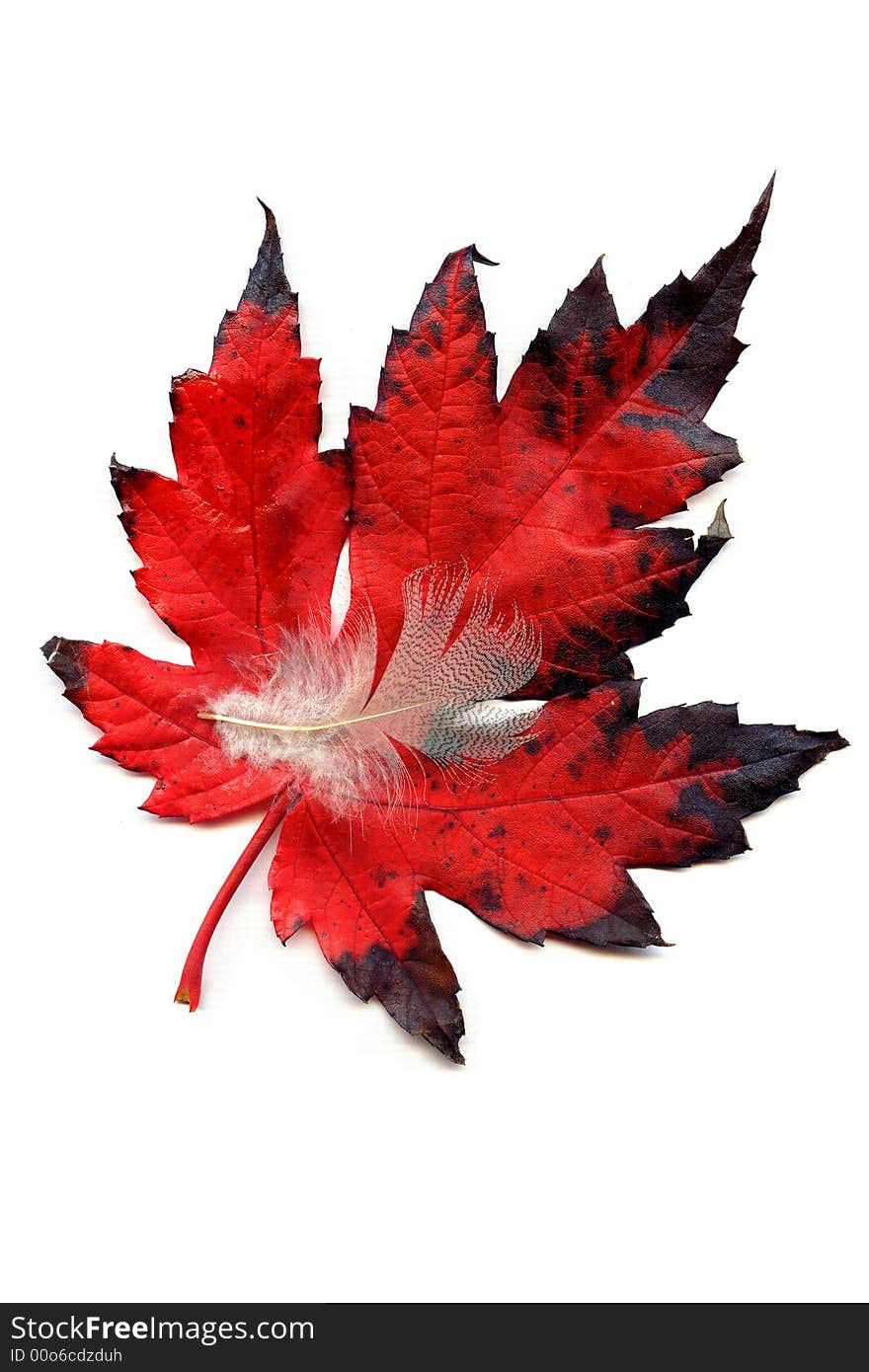 Large Red and Black leaf holding a feather. Large Red and Black leaf holding a feather.