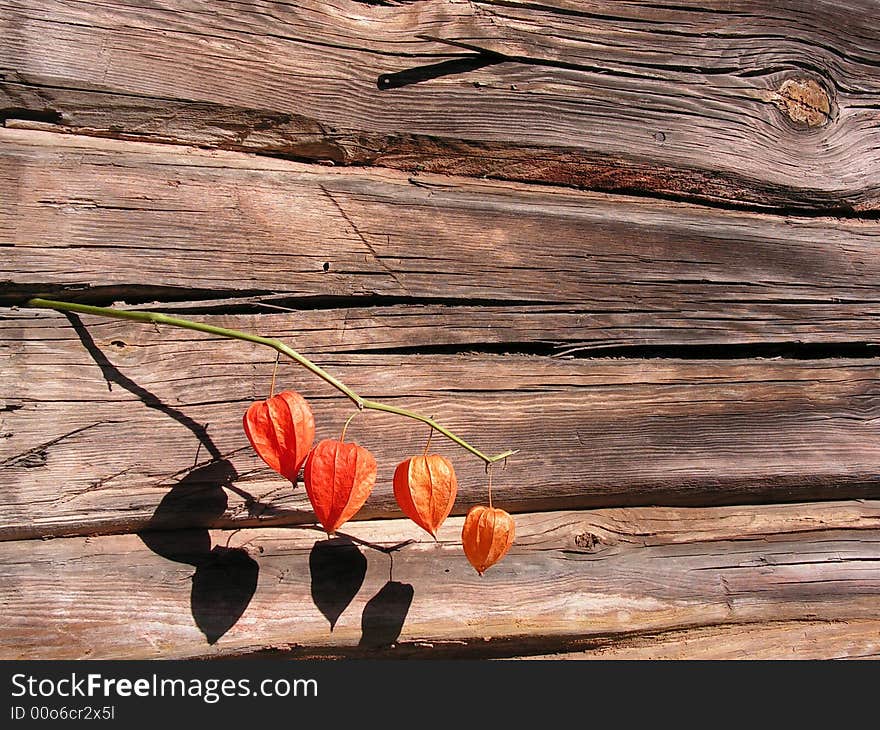 Stick of physalis thrust in old log wall. Stick of physalis thrust in old log wall.