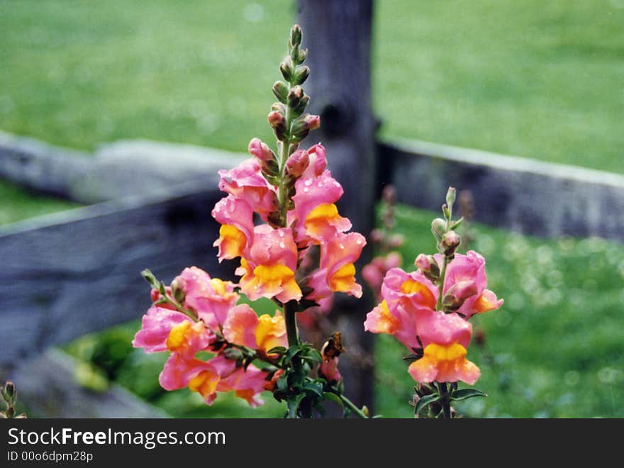 Wild Flowers