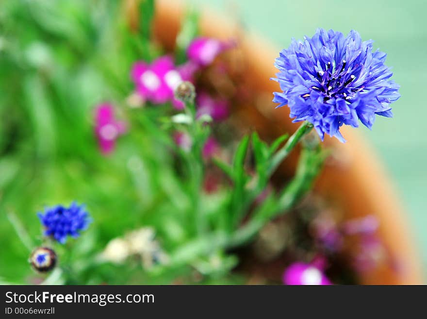 Blue flower growing in a garden.