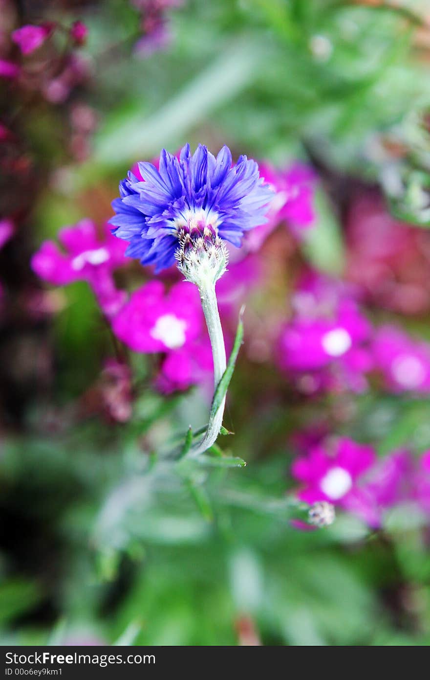 Blue flower growing in a garden.