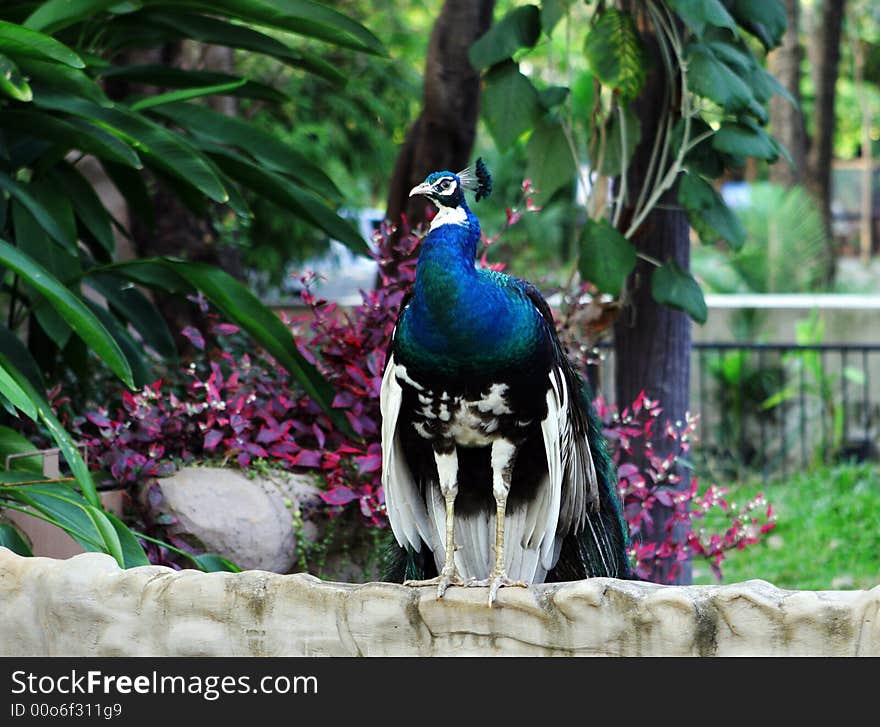 Peacock perched on a wall.