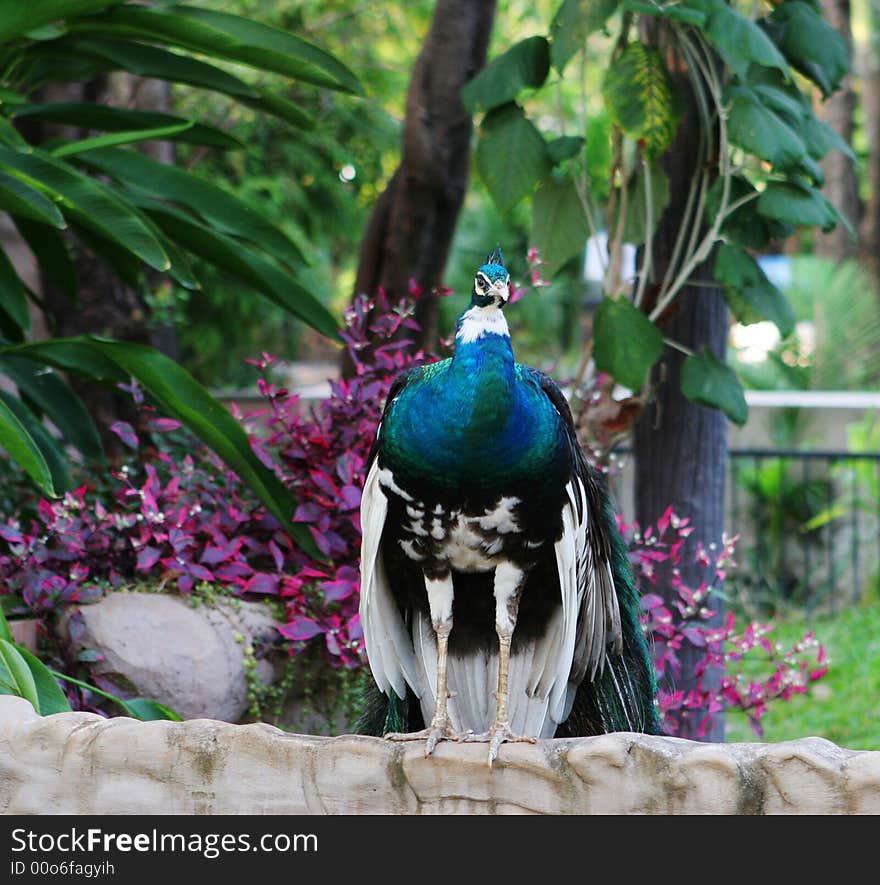 Peacock perched on a wall.