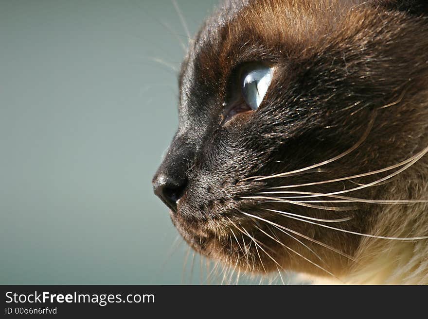 A siamese cat looking sideways; room for text. A siamese cat looking sideways; room for text.