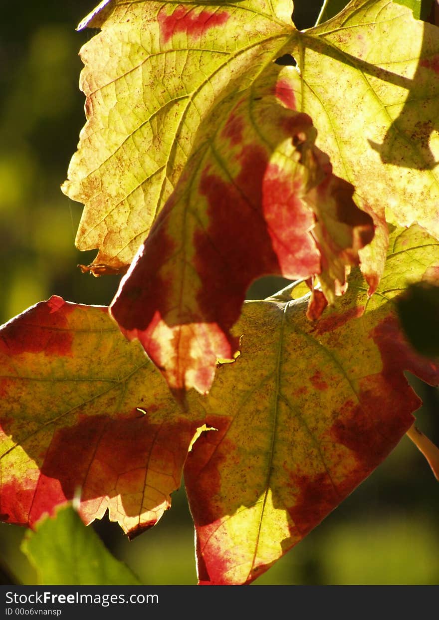 Autumn leaves in yellow, red and green colors, sunlit; macro