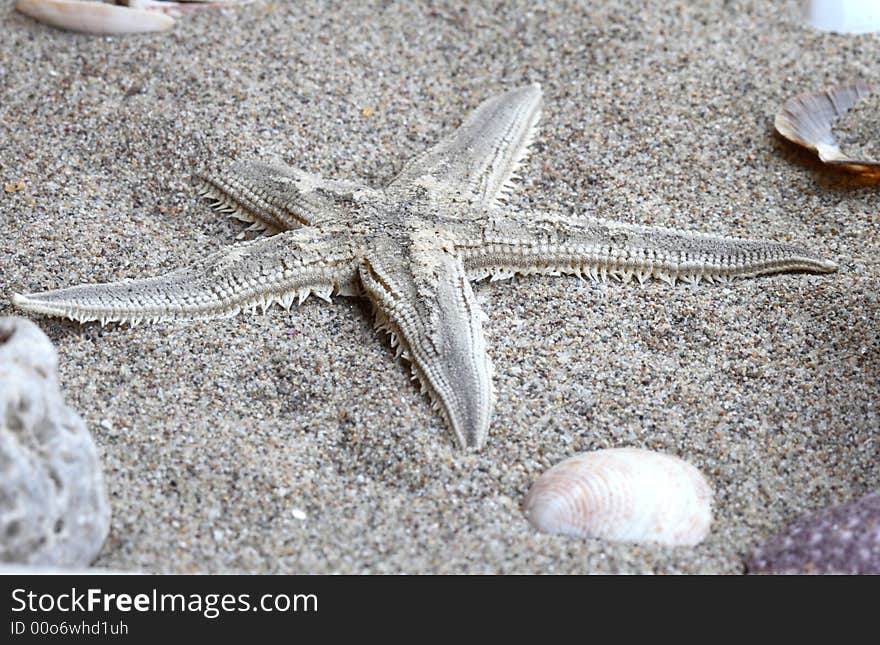 Close up of Starfish in a beach sand