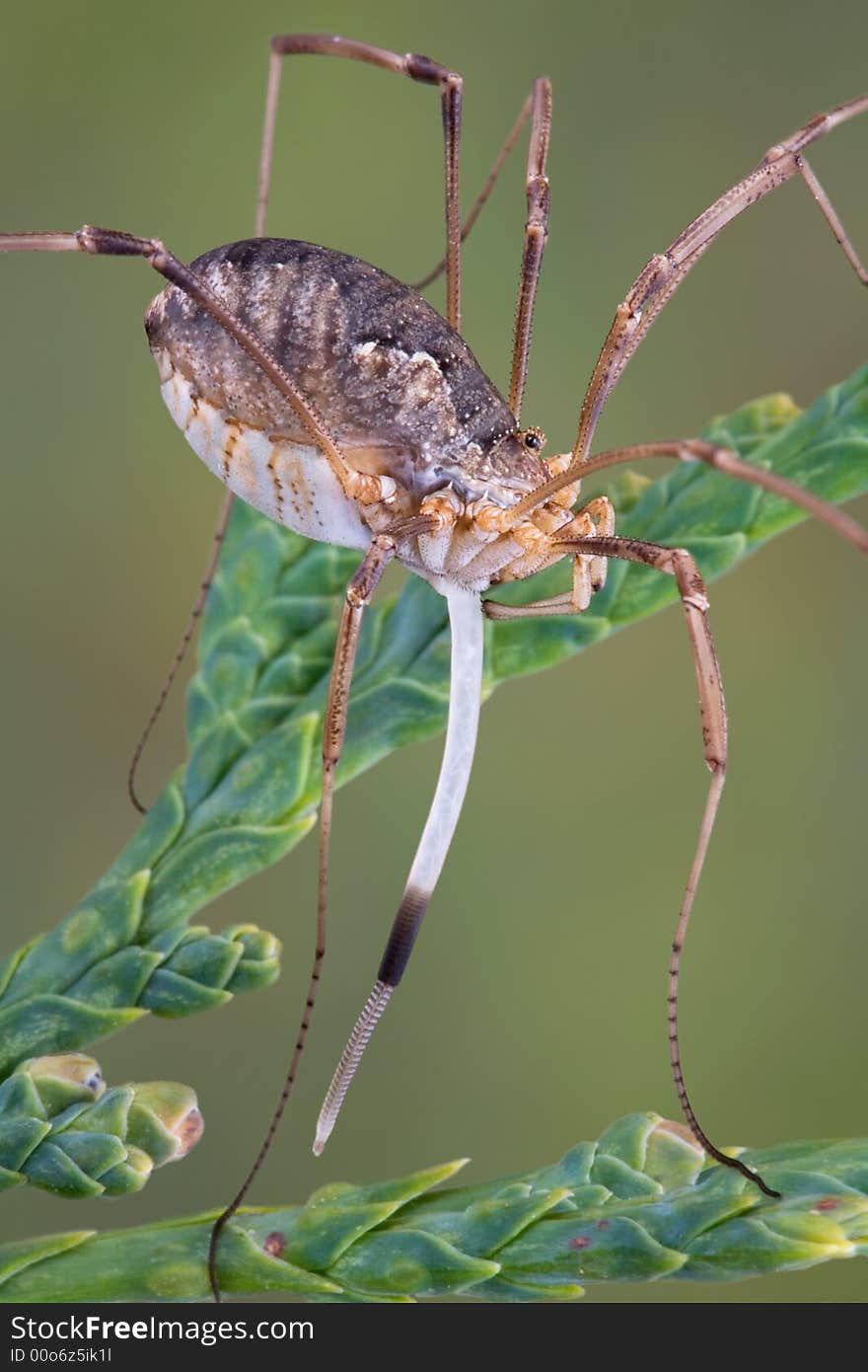 Daddy long legs laying eggs