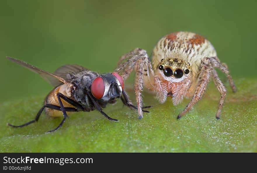 A jumping spider is sitting very close to its prey -- a fly. A jumping spider is sitting very close to its prey -- a fly.