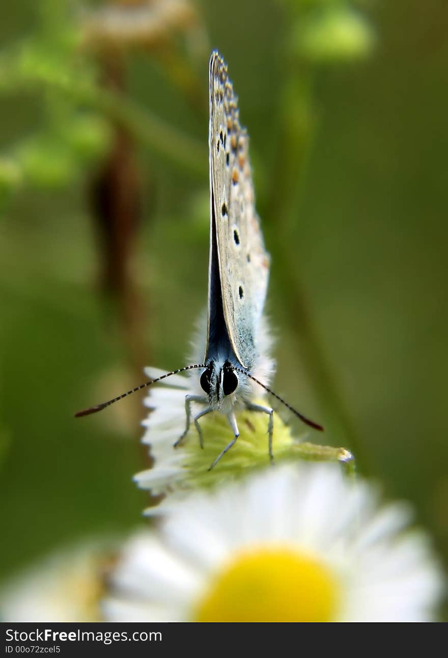 Butterfly on the flower of camomile. Sadly dropped tendrils. Butterfly on the flower of camomile. Sadly dropped tendrils.