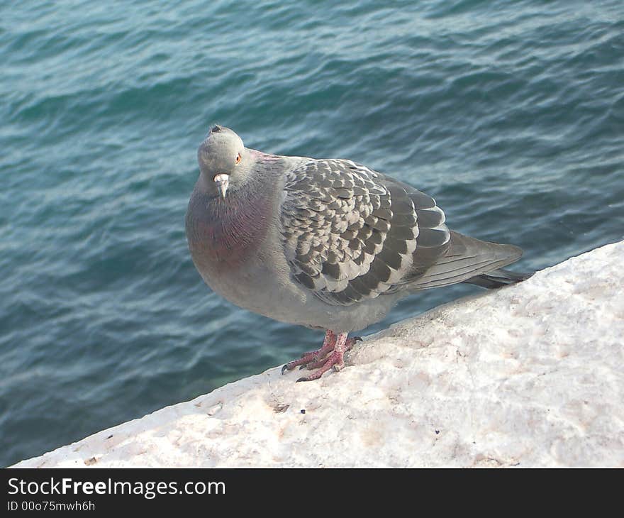 A pigeon near the sea