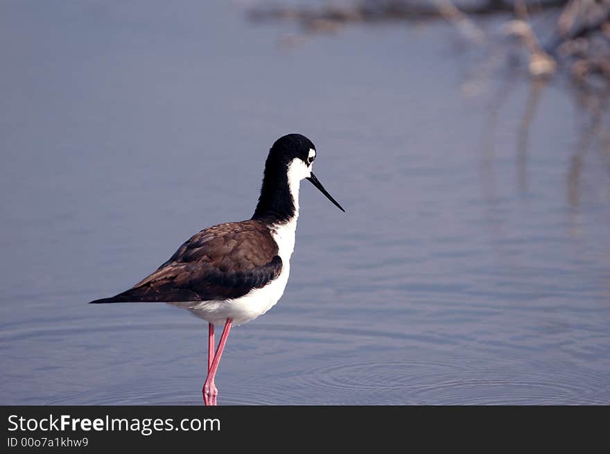 Black-necked Stilt