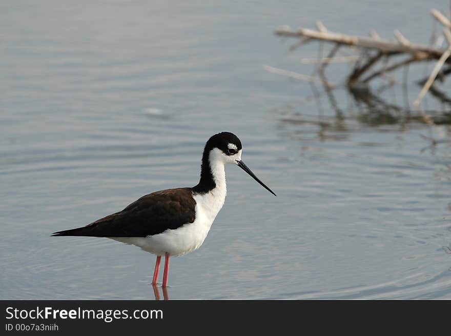 This black-necked stilt is hunting in the shallow wetland water. This black-necked stilt is hunting in the shallow wetland water.