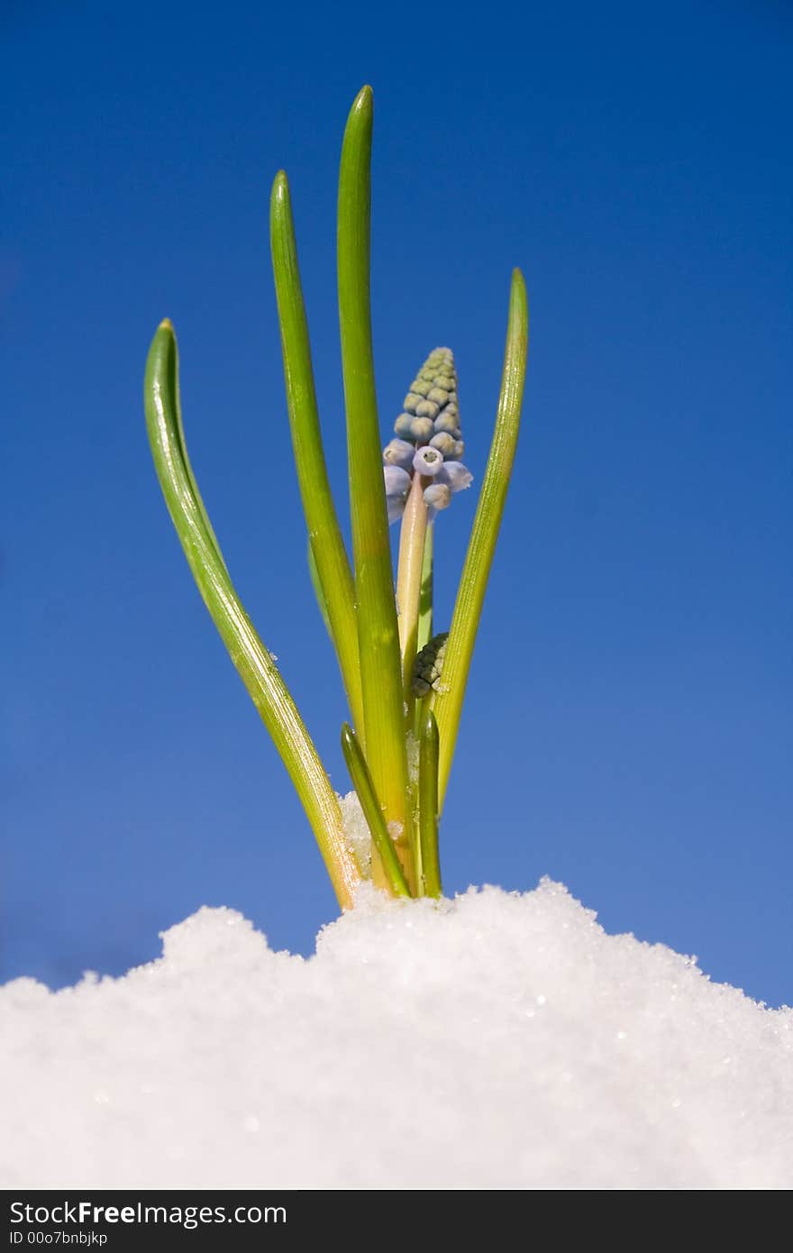 Spring flowers coming up against blue background