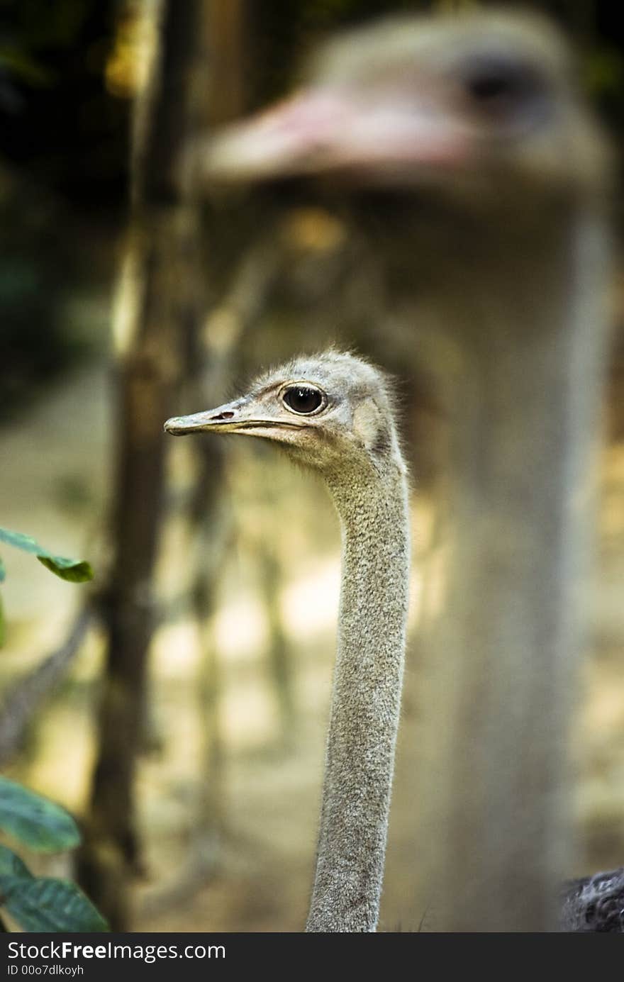 Head Shot Of 2 Ostriches In The Wild Focus On The Bird In The Background Short Depth Of Field. Head Shot Of 2 Ostriches In The Wild Focus On The Bird In The Background Short Depth Of Field