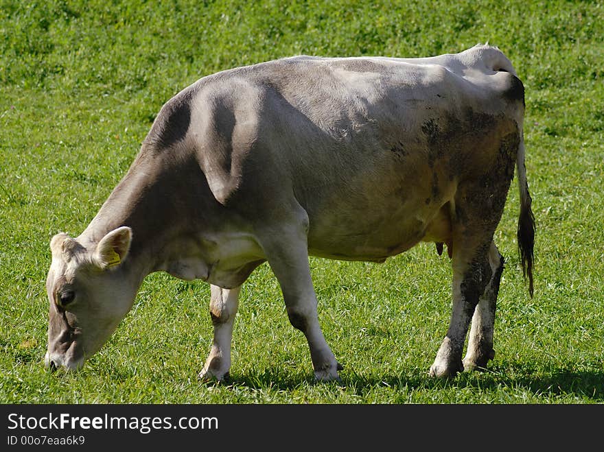 Cow in open field