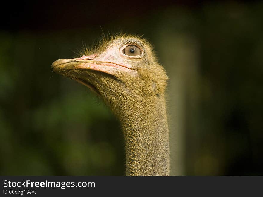 Ostrich