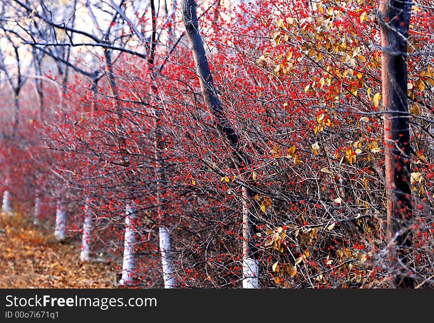 Tree and shrub in a garden