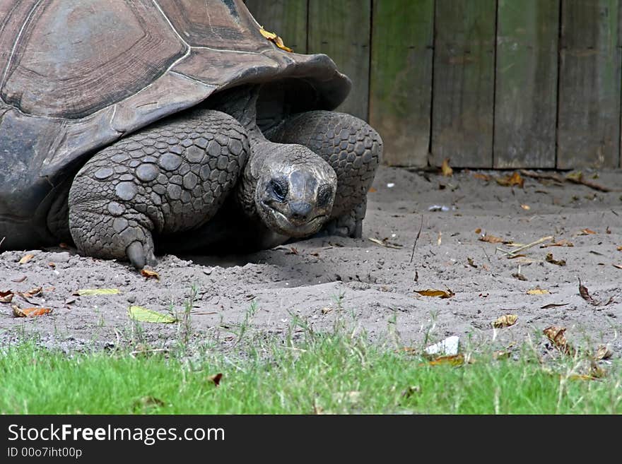 The tortoise crawling slowing along in the sand