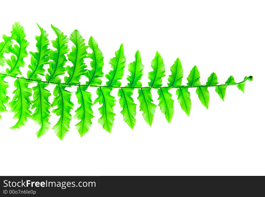 Fern isolated