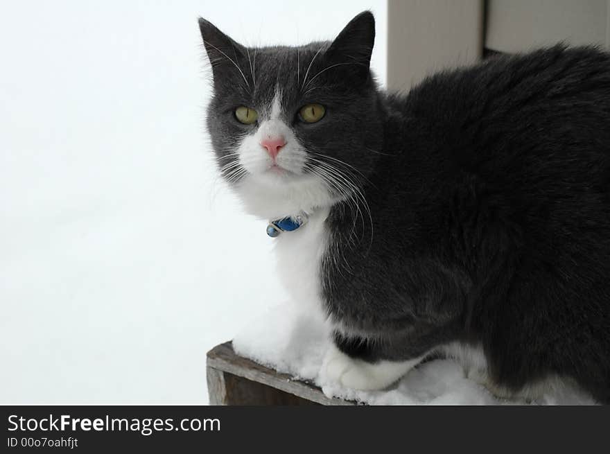 Grey and white cat in snow