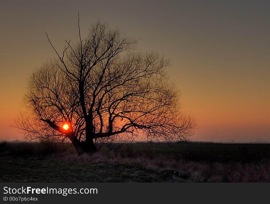 Tree is lonely at sunset. Tree is lonely at sunset.