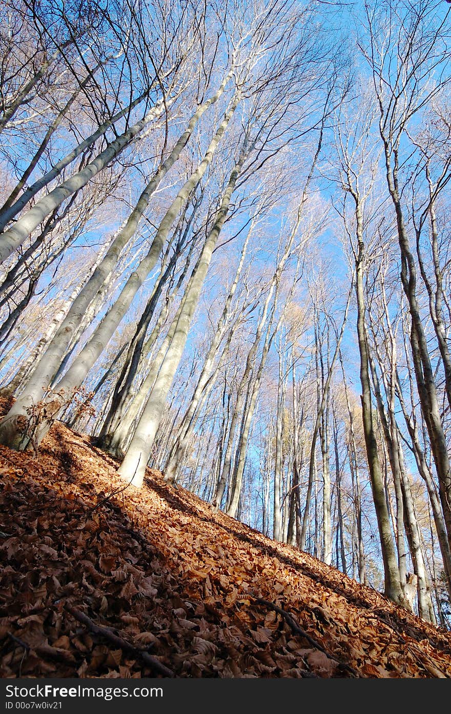 Mountain Beech woods during fall season; vertical orientation. Mountain Beech woods during fall season; vertical orientation