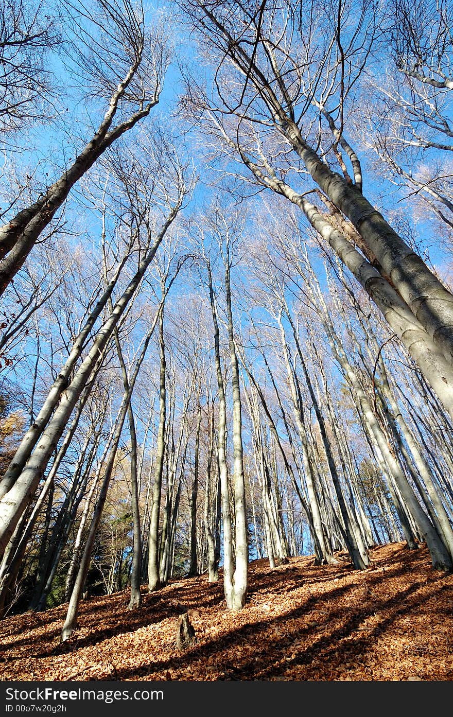 Mountain Beech woods during fall season; vertical orientation. Mountain Beech woods during fall season; vertical orientation