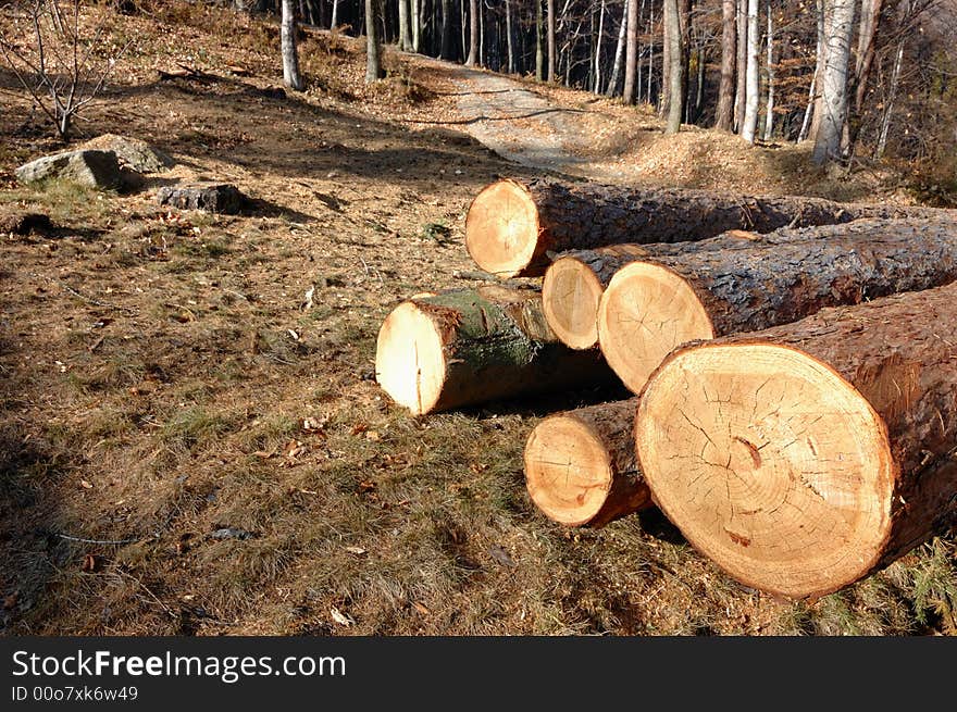 Stack of wood