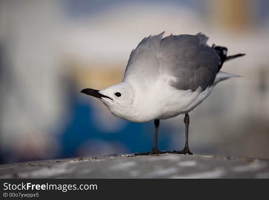 A provocative  gull