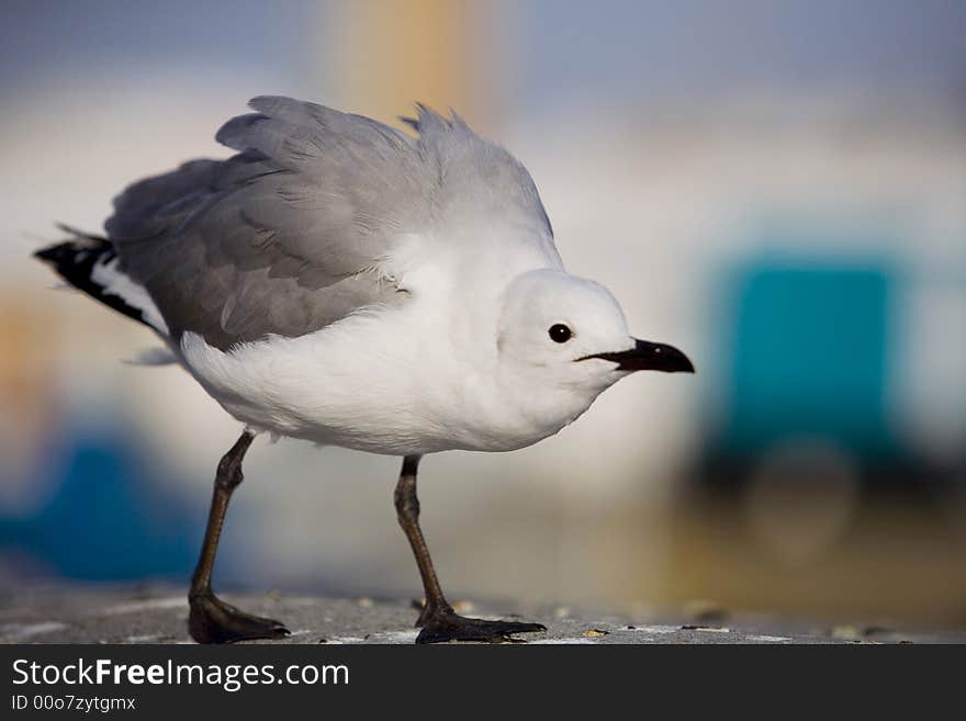 A provocative  gull