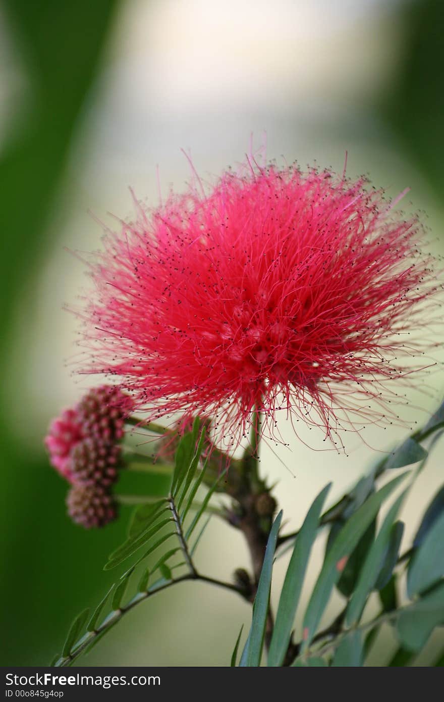 Chinese flower