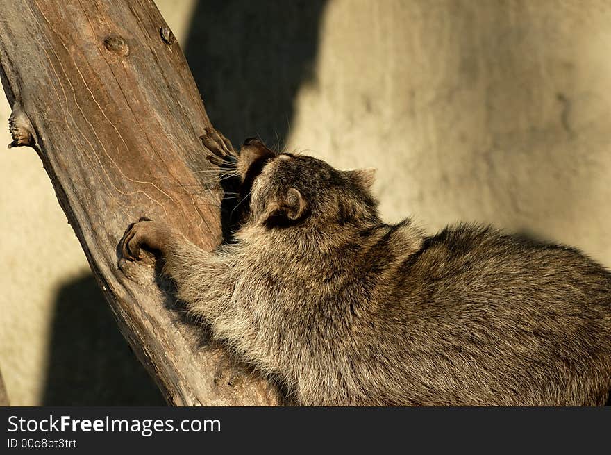 Raccoon.