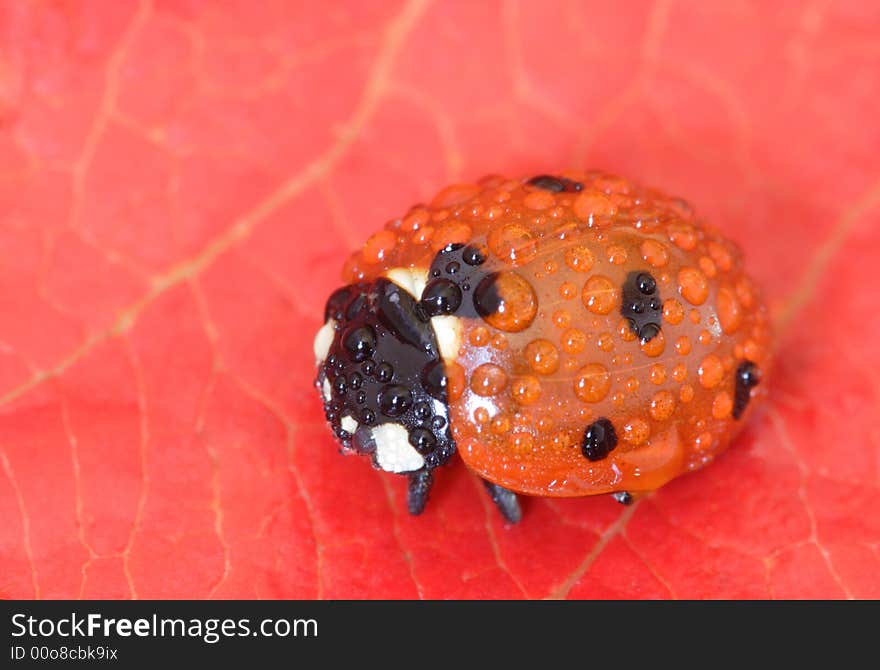 Ladybug