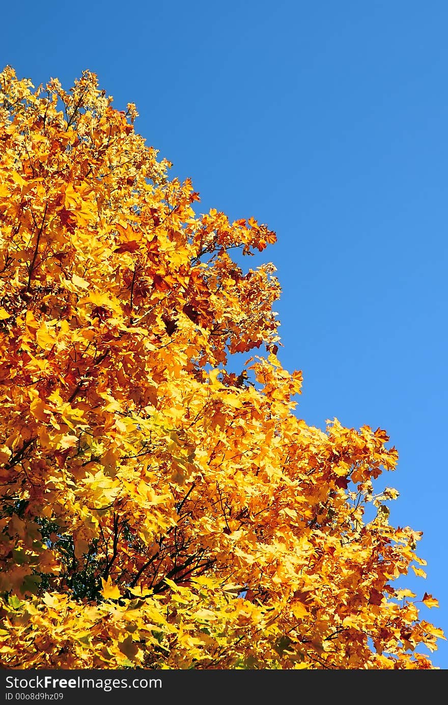 Old maple in bright gold clothes from a varicoloured foliage. Clean dark blue high autumn sky occupies the right diagonal of shot. Old maple in bright gold clothes from a varicoloured foliage. Clean dark blue high autumn sky occupies the right diagonal of shot.