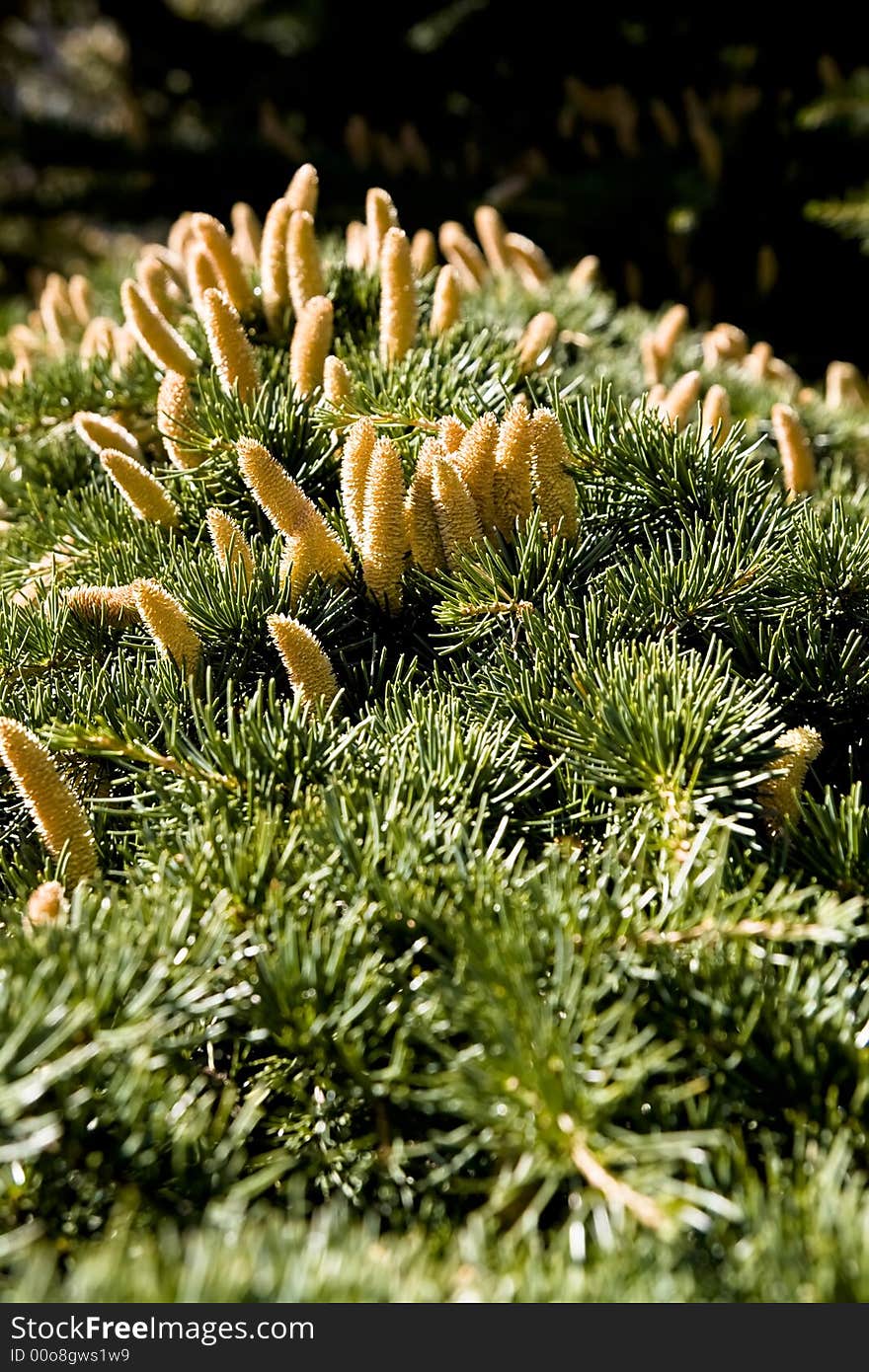 Detail of a pine branch full of fruits