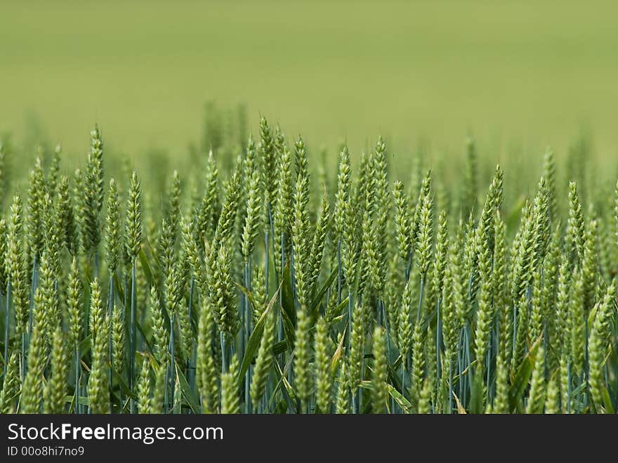 Corn field up close with shallow dof