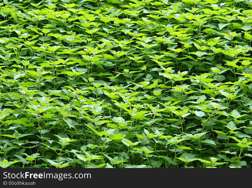 Background of nettles