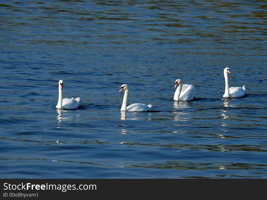 Four swans in a row on the surface of a lake