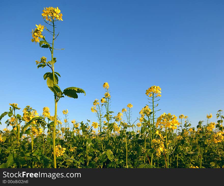 Yellow Flowers of a rape field