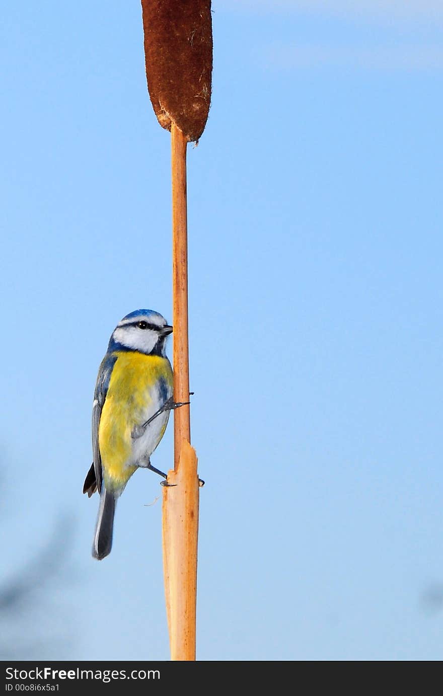 A blue tit on reed, isolated over blue background