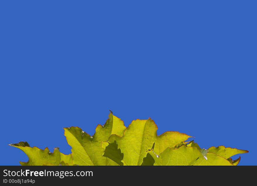 Sunny green leaves border on blue.