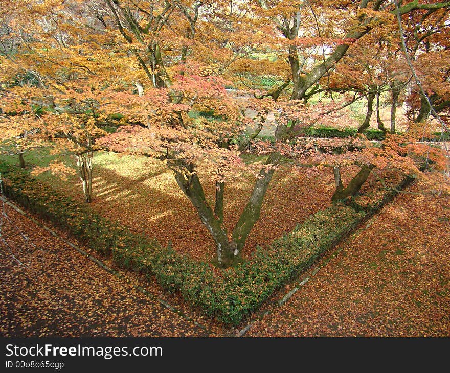 Japanese Acer tree in autumn. Japanese Acer tree in autumn