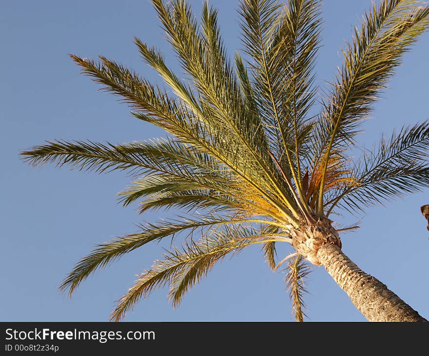 A palm tree seen from below