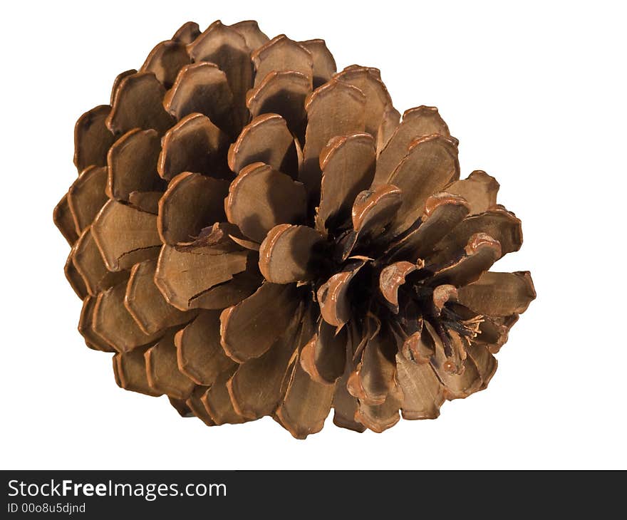 Pine cone isolated on white background