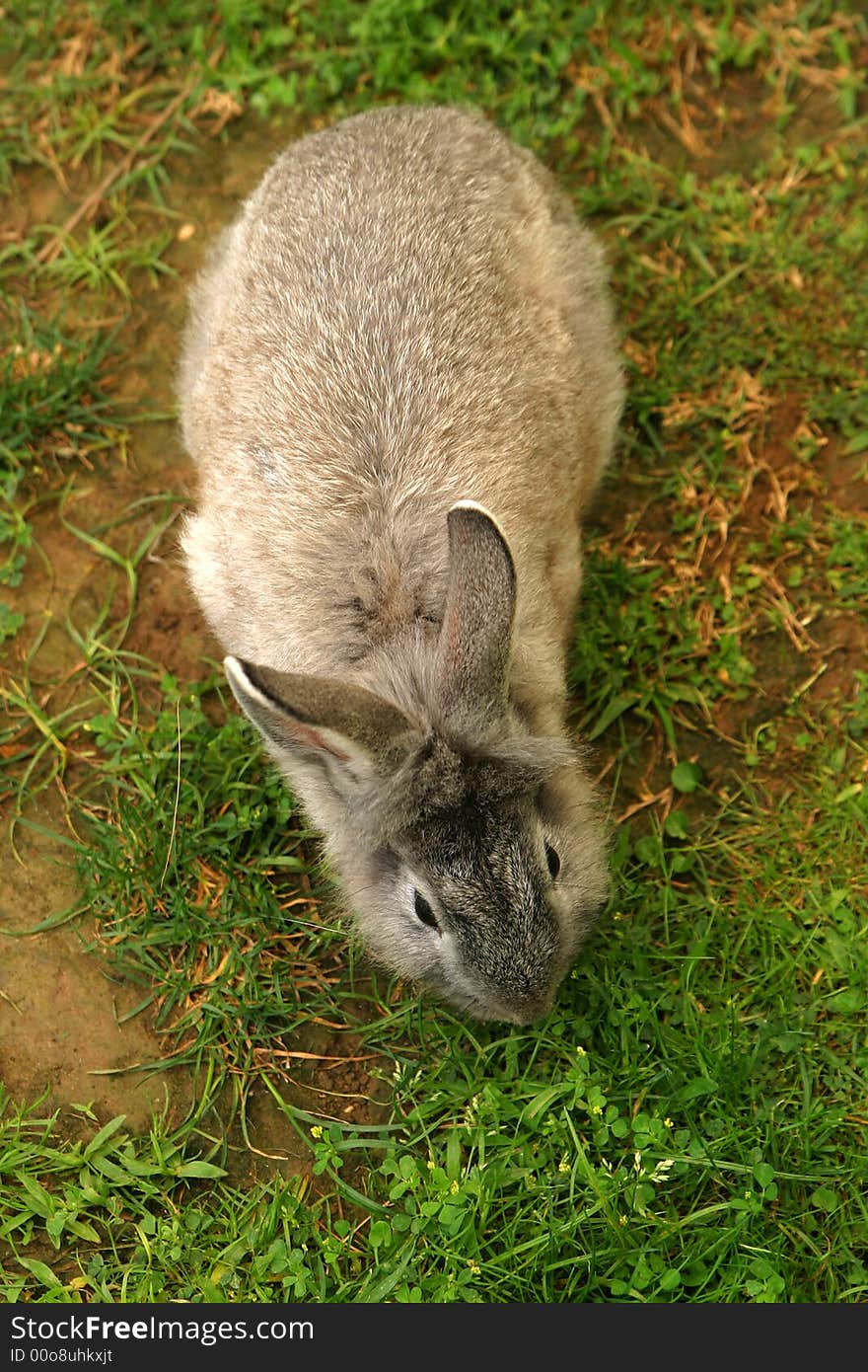 Zenithal point of view of a rabbit eating grass. Zenithal point of view of a rabbit eating grass.