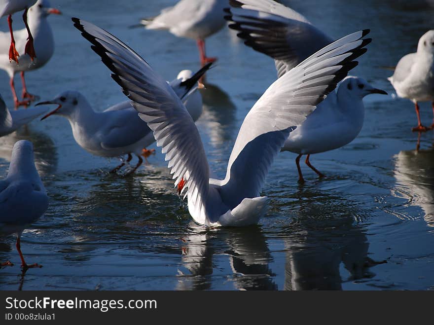 Seagulls