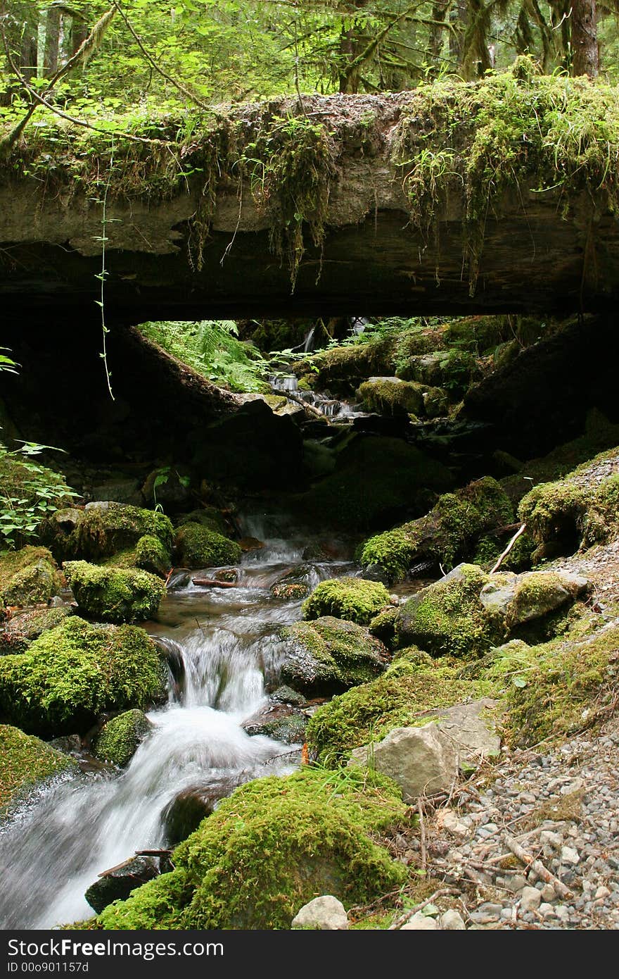 Mountain Stream